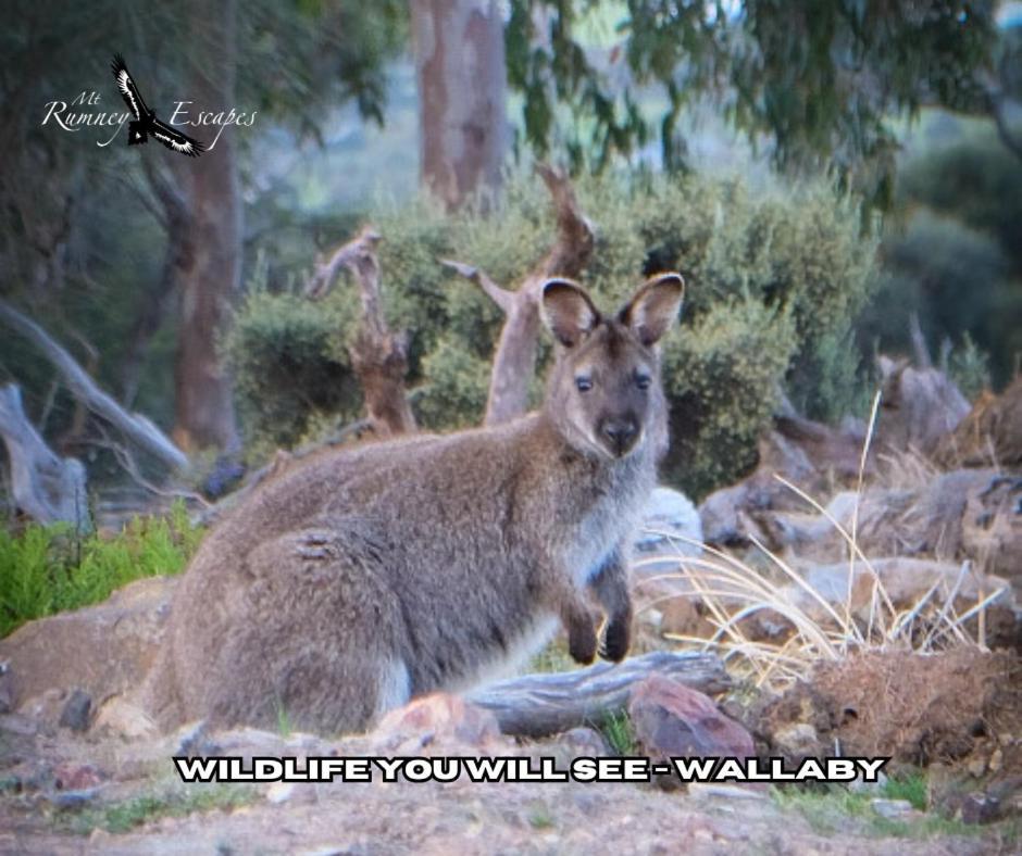 Mount Rumney Escapes - Platypus Cabin Esterno foto